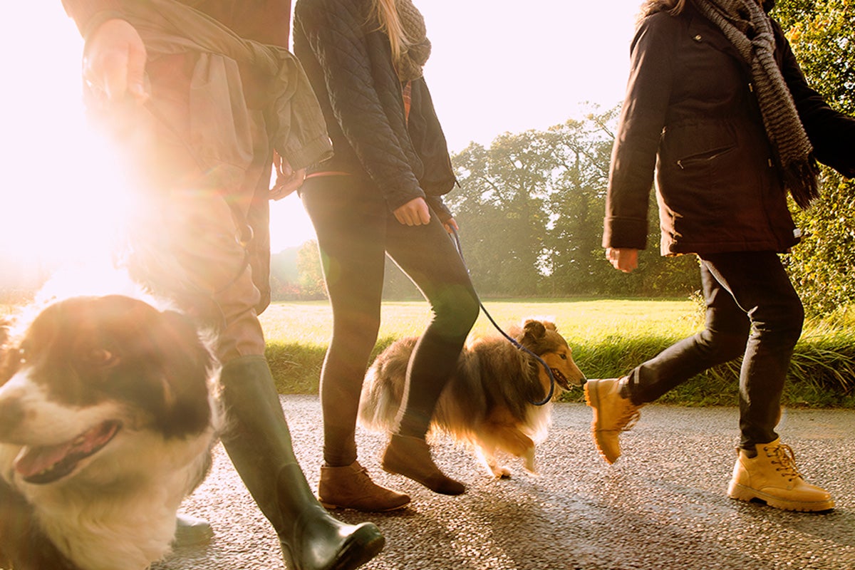 People walking dogs along a sunlit path in a park.