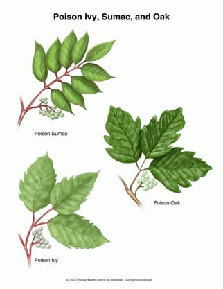 poison ivy, sumac, and oak