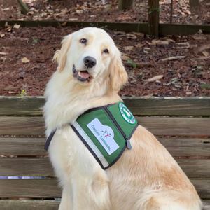 Golden Retriever therapy dog named Curry sits on a wooden bench wearing a green "Canine Assistant" therapy vest, looking toward the camera. Curry is a certified therapy dog at Ascension Sacred Heart Cancer Center who provides comfort and emotional support to cancer patients, families and caregivers during treatment.